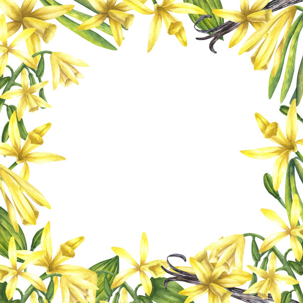 水彩香草花和魔术框架。手绘水彩花卉香料插图在一个白色孤立的背景。方形框架与黄色兰花。花框架徽章或标志。图片下载