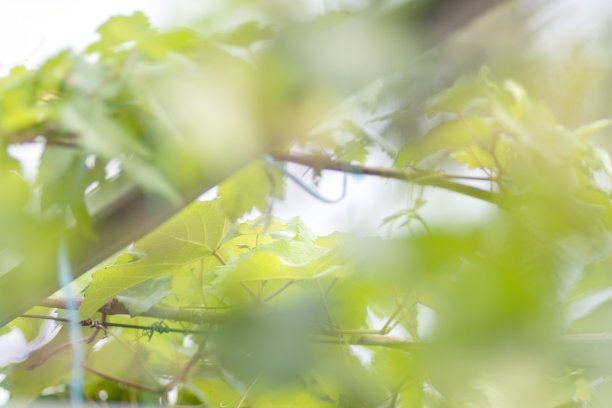 葡萄种植图片下载