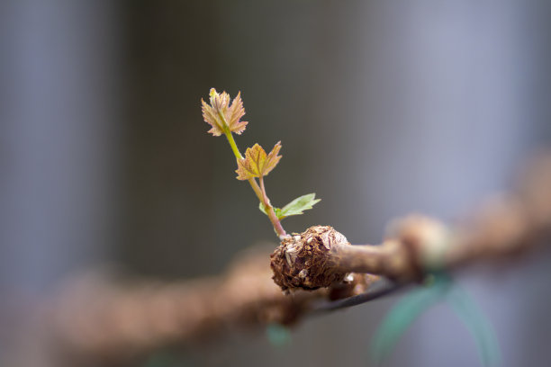 葡萄芽图片下载