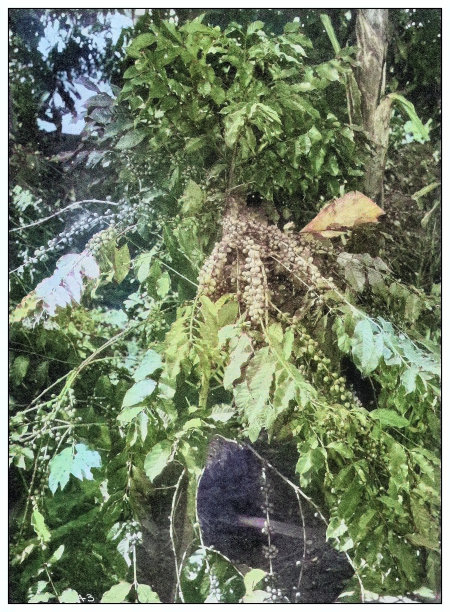 古色古香的黑白照片:古巴咖啡图片下载