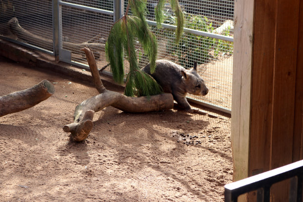 南方毛鼻袋熊(Lasiorhinus latifrons)在动物园的围栏里闲逛:(图片来源:Sanjiv Shukla)图片下载