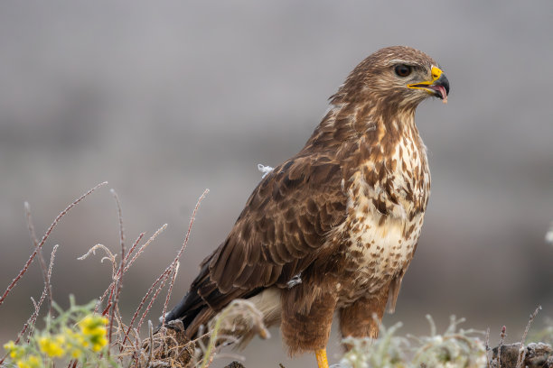 这是一幅美丽的特写照片，一只秃鹰伸出舌头，上面有一块肉，羽毛正在脱落，两侧长满了植被。拍摄于欧洲西班牙的浓雾天图片下载
