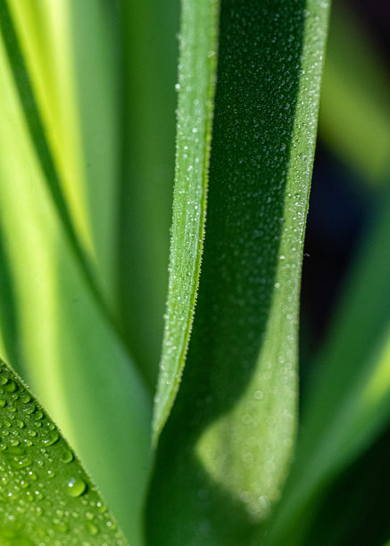 微距照片，植物在窗台上，幼苗生长在土壤与阳光背景图片下载