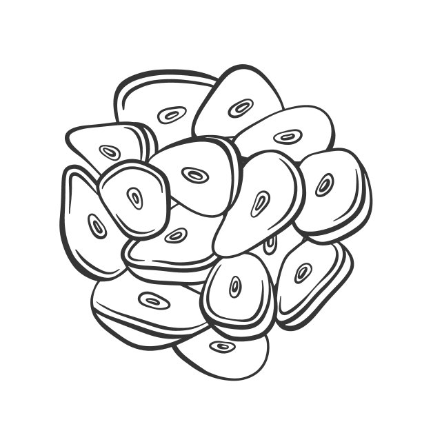 切片大蒜矢量插图。手绘大蒜片的轮廓插图。烹调用的辛辣原料。切碎的蔬菜。图片下载