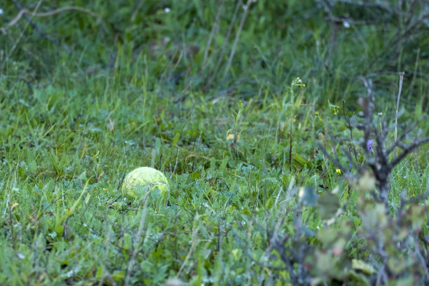 一个黄色网球的细节丢失在森林里，一半隐藏在绿色的草丛中。图片下载