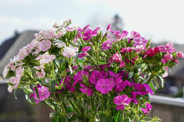 粉红色的野花和百合图片下载