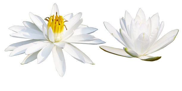 一套白莲花图片下载
