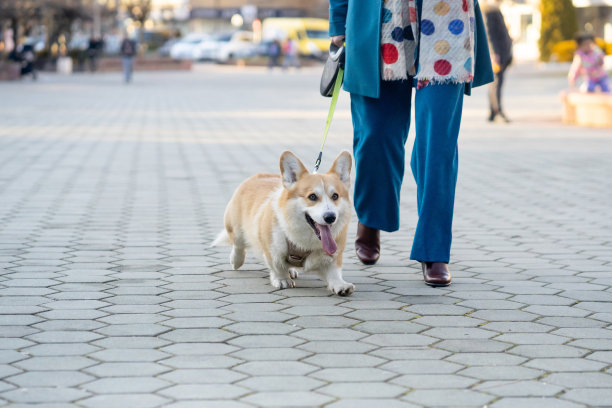 女商人在城里遛狗图片下载