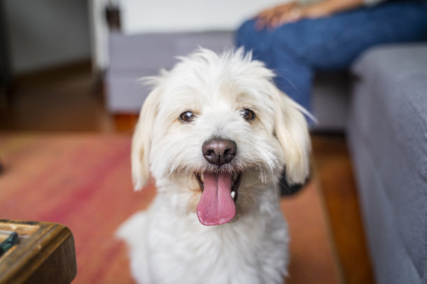 狗肖像图片下载