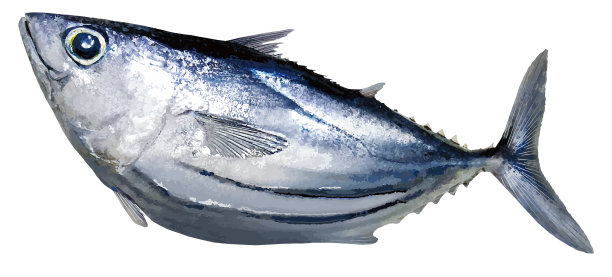 胖乎乎的大眼睛鲣鱼(照片修饰，镂空人物风格插图)图片下载