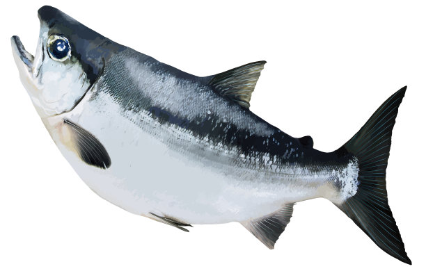 一张圆润的照片，上面是一条长着闪闪发光的大眼睛的圆润鲑鱼。图片下载