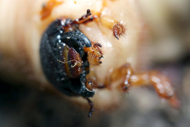 日本犀牛甲虫(Kabutomushi)幼虫在潮湿营养的土壤中生长(自然+闪光灯，微距特写摄影)图片下载
