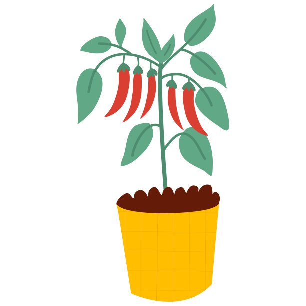 胡椒丛盆栽室内植物。盆栽辣椒苗木，植物城市农场，农业。图片下载