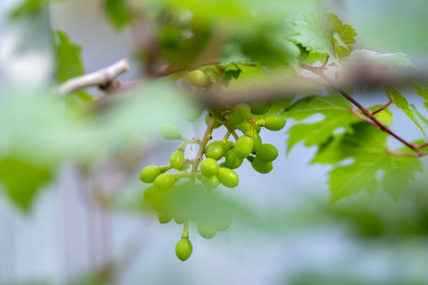 绿葡萄挂在树上图片下载