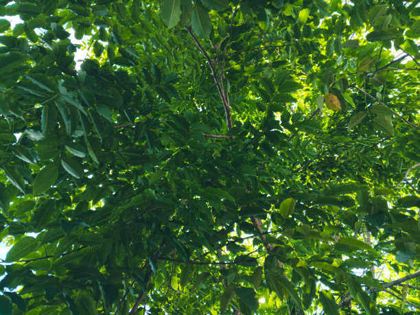 这张背景图片是在早晨近距离拍摄的自然绿色树叶图片下载