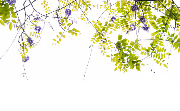 春天的紫藤花藤背景。图片下载