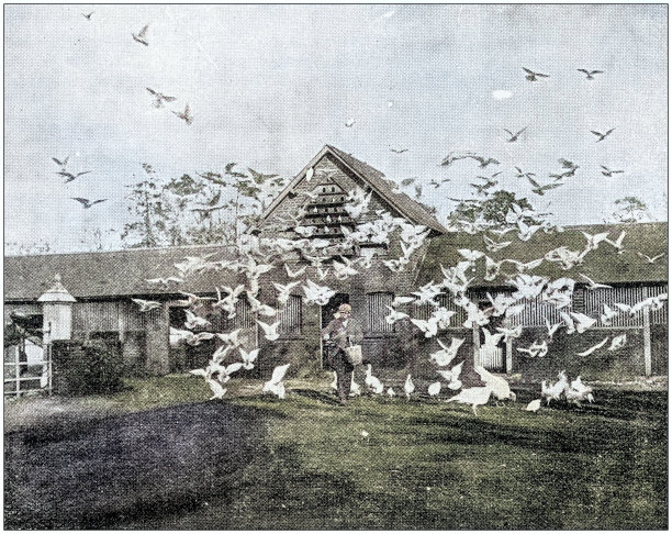 古董照片:白鸽、家禽和火鸡图片下载