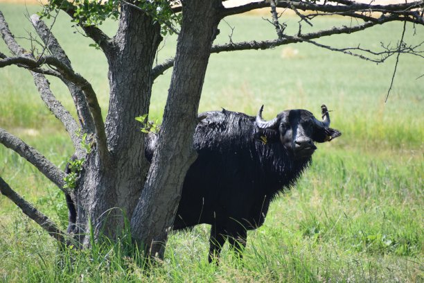 一棵树旁的水牛图片下载