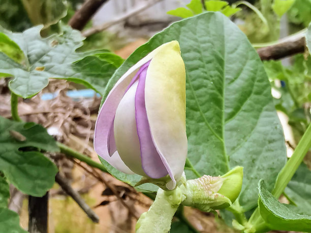 绿叶植物上正在发芽的花的照片。图片下载
