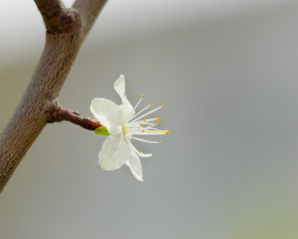 一张美丽梅花的特写照片，背景模糊图片下载