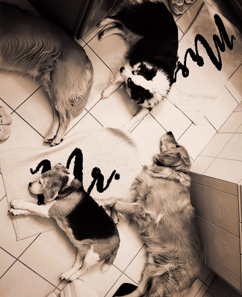 一群狗在瓷砖地板上打盹的黑白照片图片下载