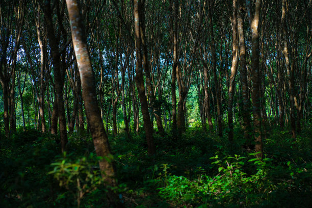 准橡胶树属热带林木绿色农业图片下载