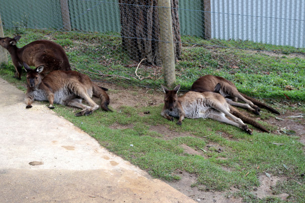 布朗的小袋鼠(Thylogale browni)在动物园里休息:(图片来源:Sanjiv Shukla)图片下载