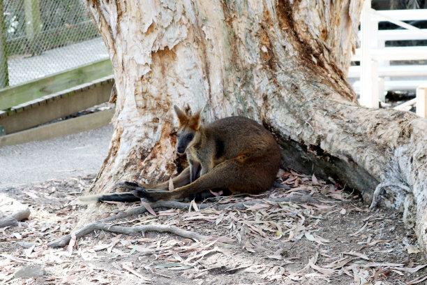 布朗的小袋鼠(Thylogale browni)在动物园里休息:(图片来源:Sanjiv Shukla)图片下载