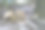 在树荫下休息的敏捷小袋鼠家族(Notamacropus agilis)(图片来源:Sanjiv Shukla)图片下载