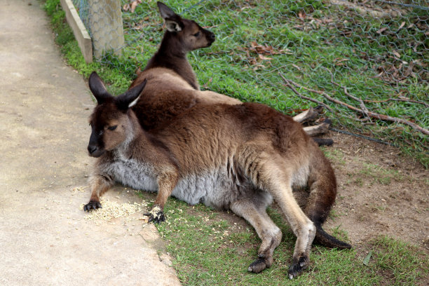 布朗的小袋鼠(Thylogale browni)在动物园里休息:(图片来源:Sanjiv Shukla)图片下载