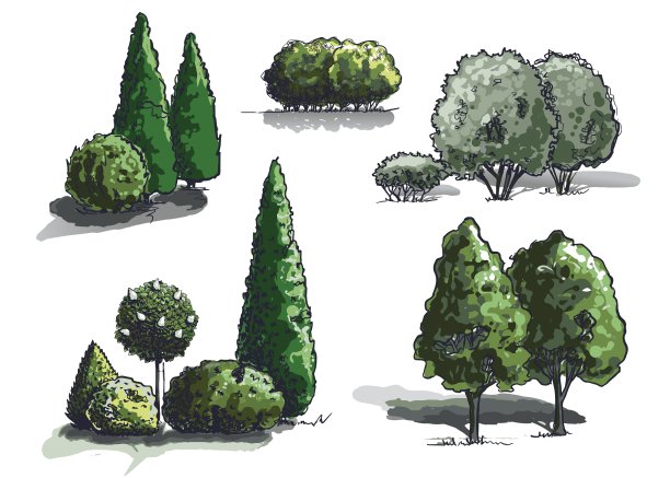 植物群素描的颜色向量图片下载