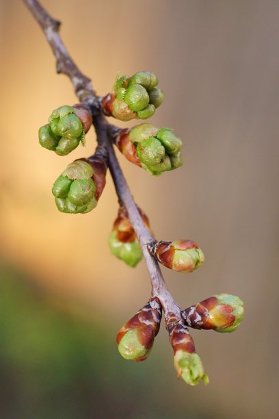 自然的复兴;微距照片与花蕾和叶蕾酸樱桃树的一个小枝;李属杂交授粉;微距摄影图片下载
