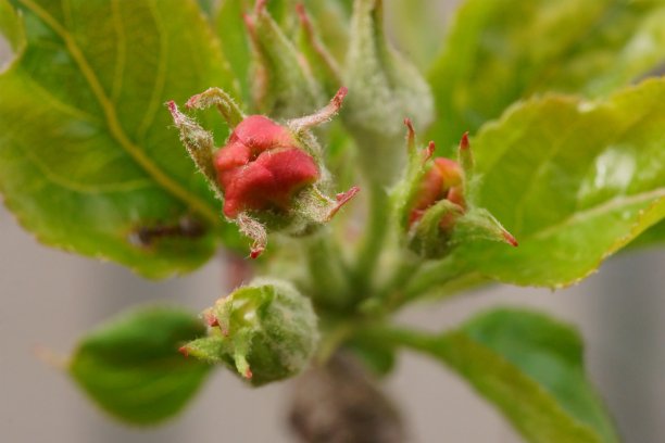自然的复兴;微距照片的苹果枝与花蕾;马吕斯有明显图片下载