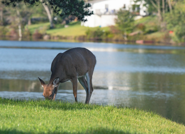 鹿在秋天的湖背景上吃着新鲜的草图片下载