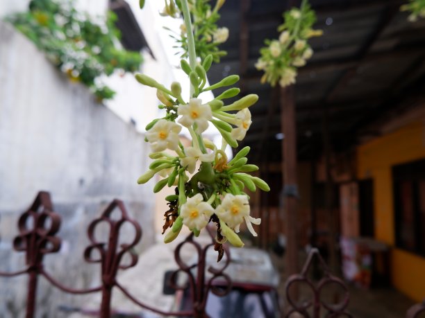 美丽的木瓜花和芽。番木瓜花或木瓜花开花了。木瓜花是白色的图片下载