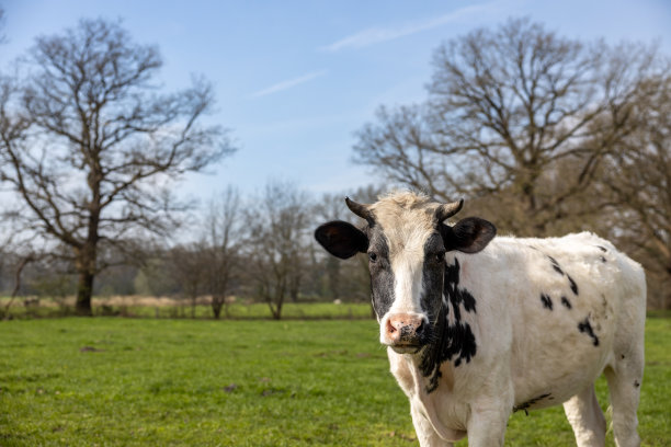 在荷兰的风景中，前景中的一头孤独的奶牛直视着镜头图片下载