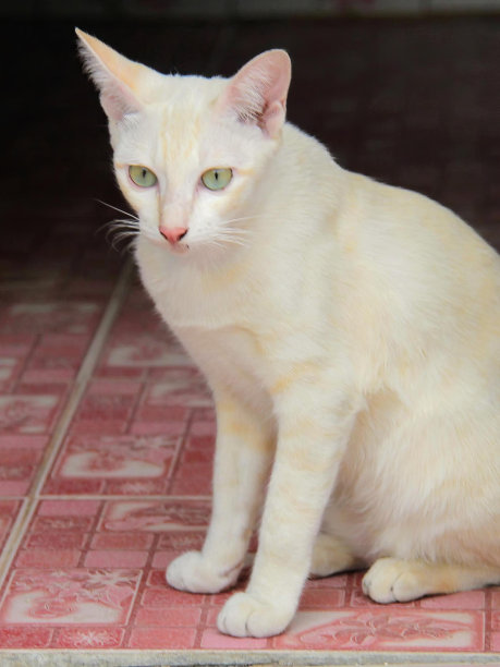 一张白猫坐在瓷砖地板上的照片。图片下载