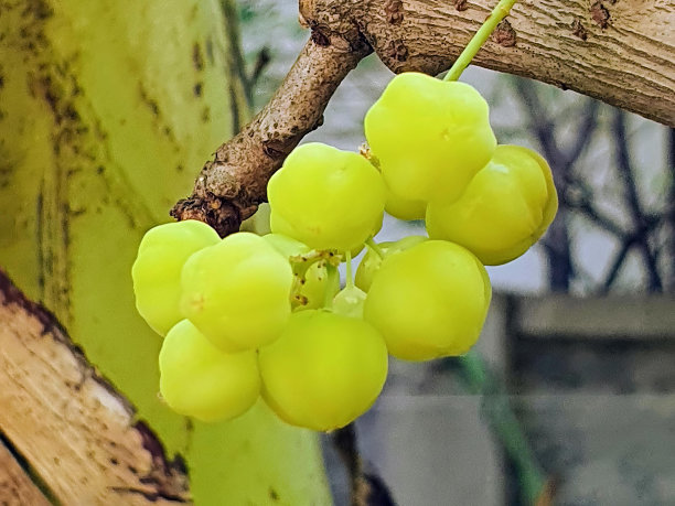 一串葡萄挂在树上的照片。图片下载