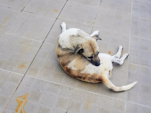 一张狗躺在地上，头靠在背上的照片。图片下载