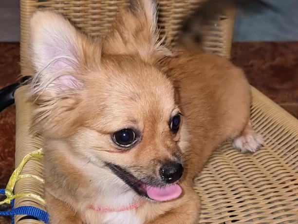 一张小狗抱着玩具坐在椅子上的照片。图片下载