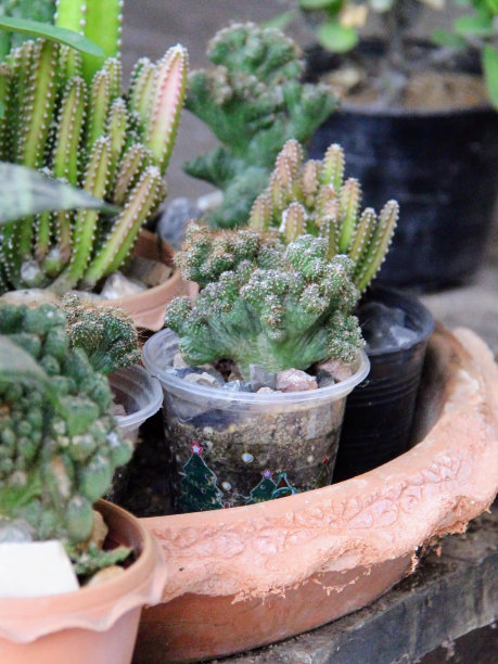 桌子上盆栽的各种仙人掌植物的照片。图片下载