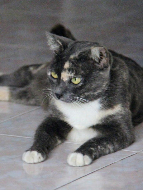 一张猫躺在地板上看着相机的照片。图片下载