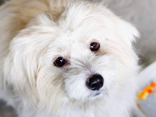 一张以鱼缸为背景的白狗的照片。图片下载