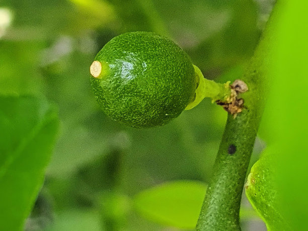 一个绿色的水果挂在有叶子的树枝上的照片。图片下载