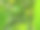 一个绿色的水果挂在有叶子的树枝上的照片。图片下载