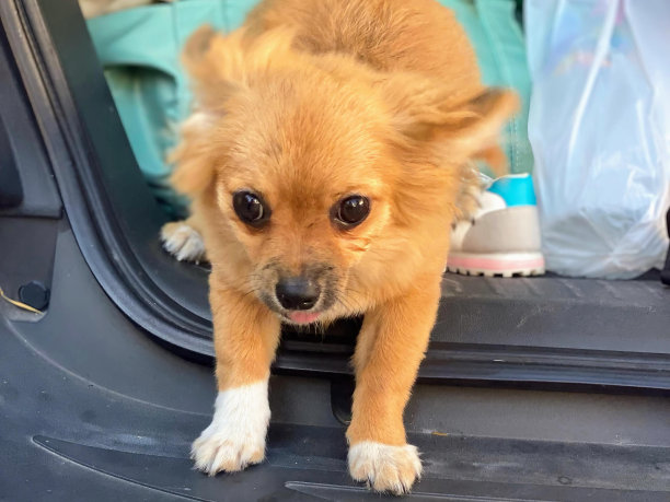 一张小狗坐在汽车后座的照片。图片下载