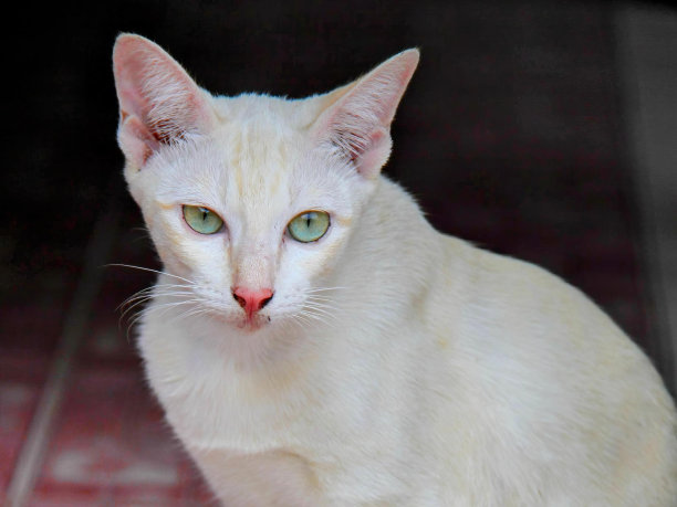 一张照片，一只绿眼睛的白猫坐在红瓷砖地板上。图片下载