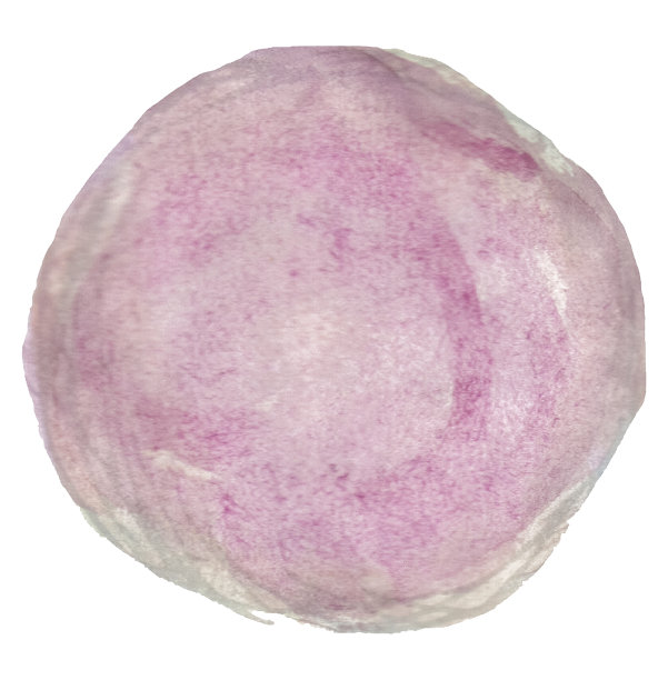 水彩珍珠孤立在白色的背景图片下载