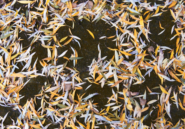 秋天的黄叶背景。图片下载