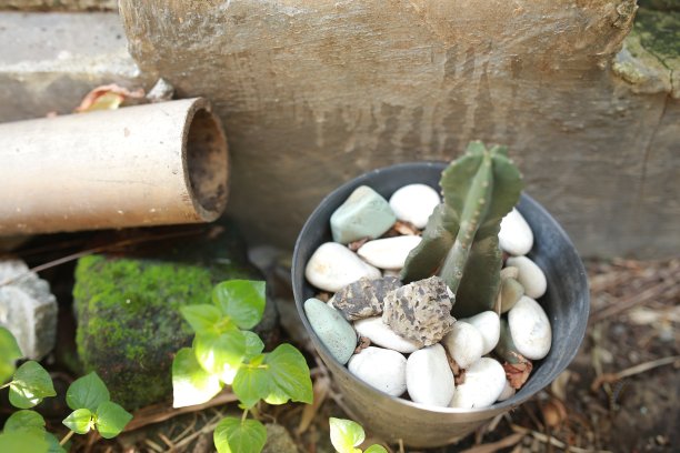 羽状苔藓(空气植物，教堂钟，生命植物，奇迹叶，歌德植物，羽状苔藓，羽状苔藓)以自然为背景。原产于马达加斯加的多肉植物。图片下载